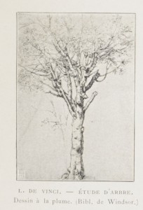 étude d'arbre de L. de Vinci