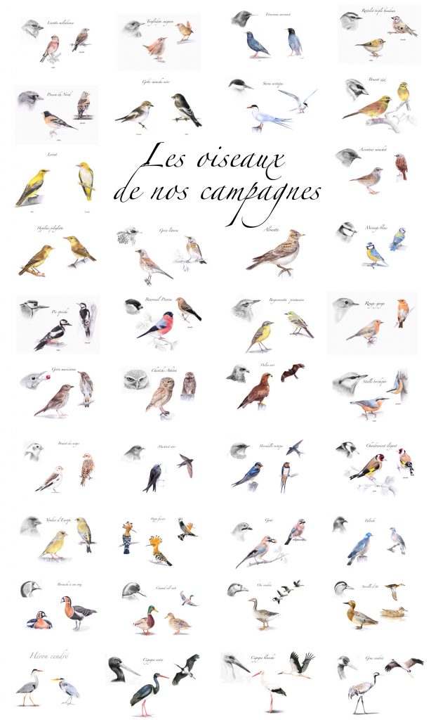 dessins d'oiseaux