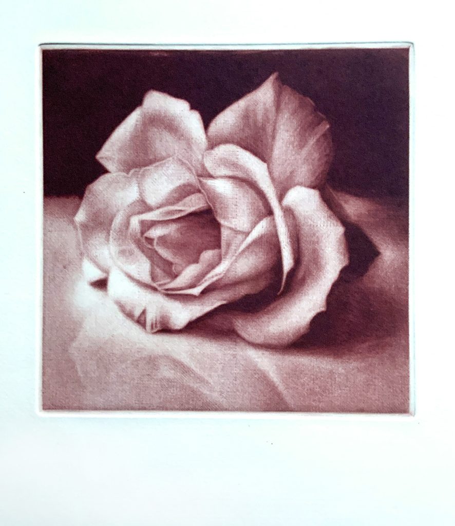 gravure d'une rose posée à plat 