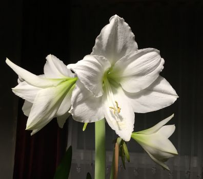 amaryllis amaryllis