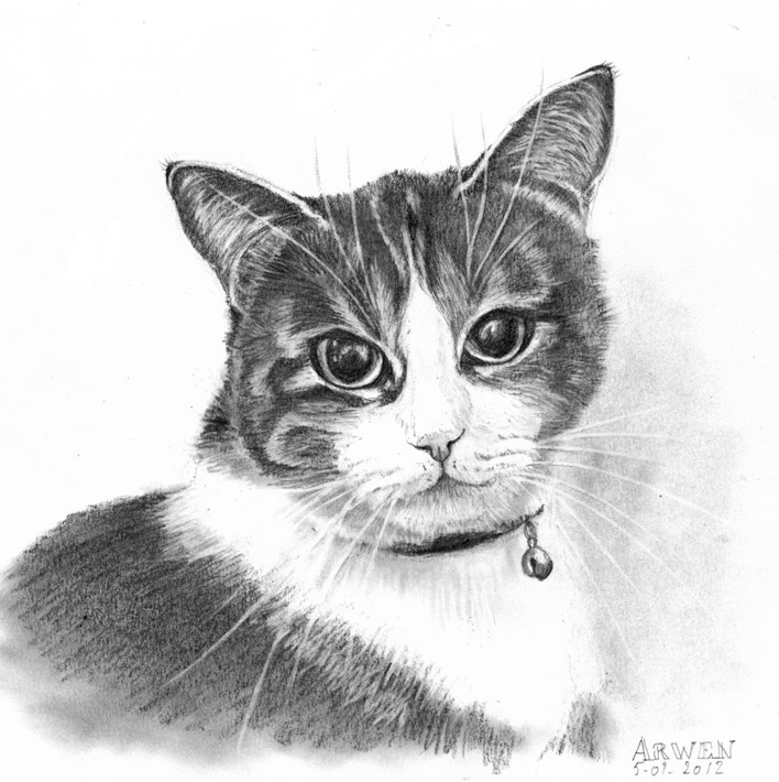 Chat Dessin Ou Peinture