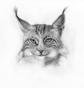Portrait de Lynx