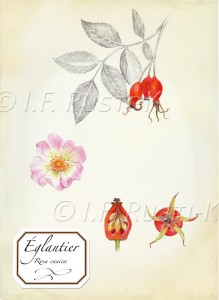 rosa canica