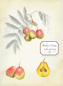 sorbus domestica