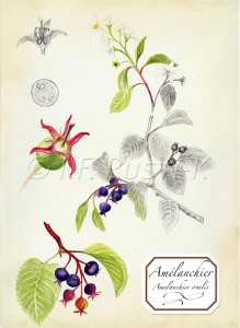 amelanchier ovalis