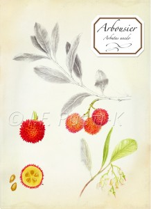 arbutus unedo