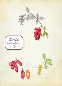 berberis vulgaris