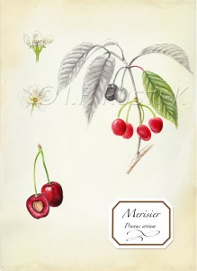 prunus avium