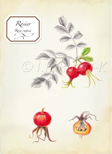 rosa rugosa