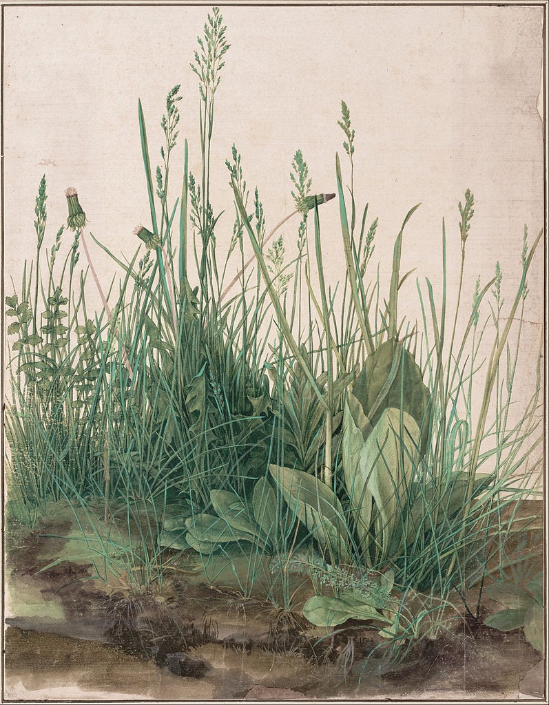 aquarelle, touffe d'herbes, Albrecht Dürer