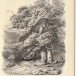 dessin, arbre, paysage