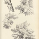 fragment d'arbre, dessin