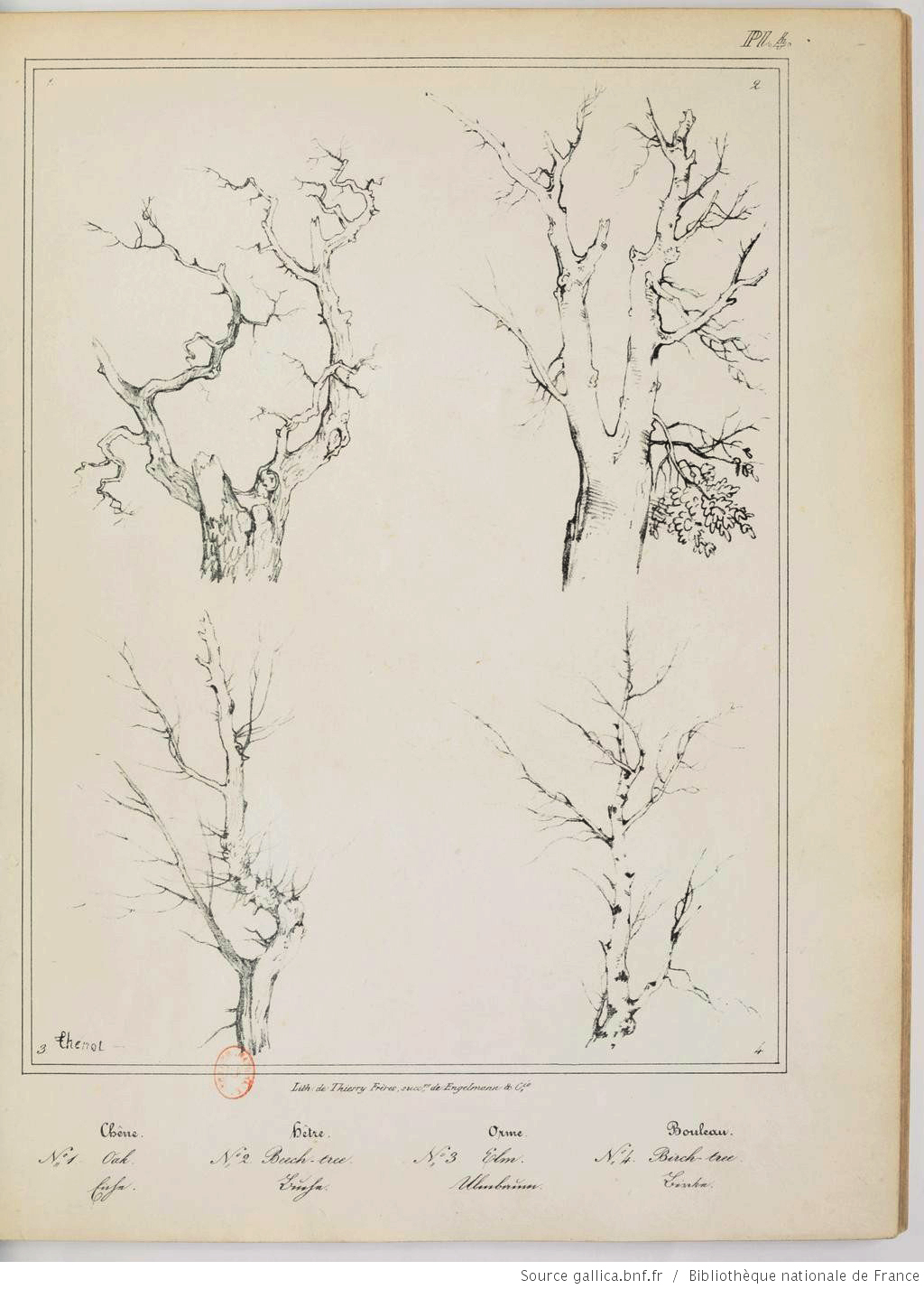 dessin de paysage, arbre, branche