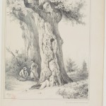 apprendre à dessiner les arbres, chêne