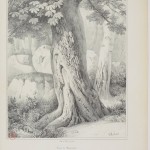 apprendre à dessiner les arbres