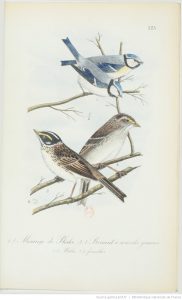 gravure oiseau