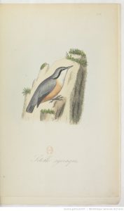 gravure oiseau