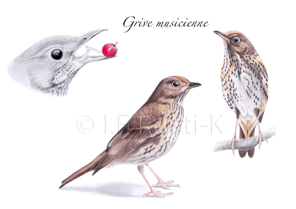 dessin oiseau, illustration