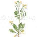 plante messicole; brassicacées; ravenelle maritime; radis sauvage