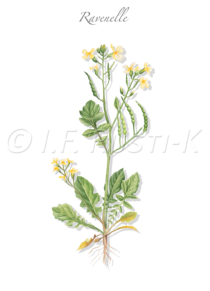 plante messicole; brassicacées; ravenelle maritime; radis sauvage