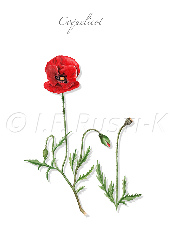 Coquelicot, pavot-coq, pavot des champs, pavot sauvage, poinceau, ponceau