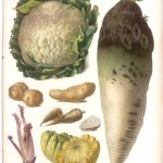 illustration de legumes