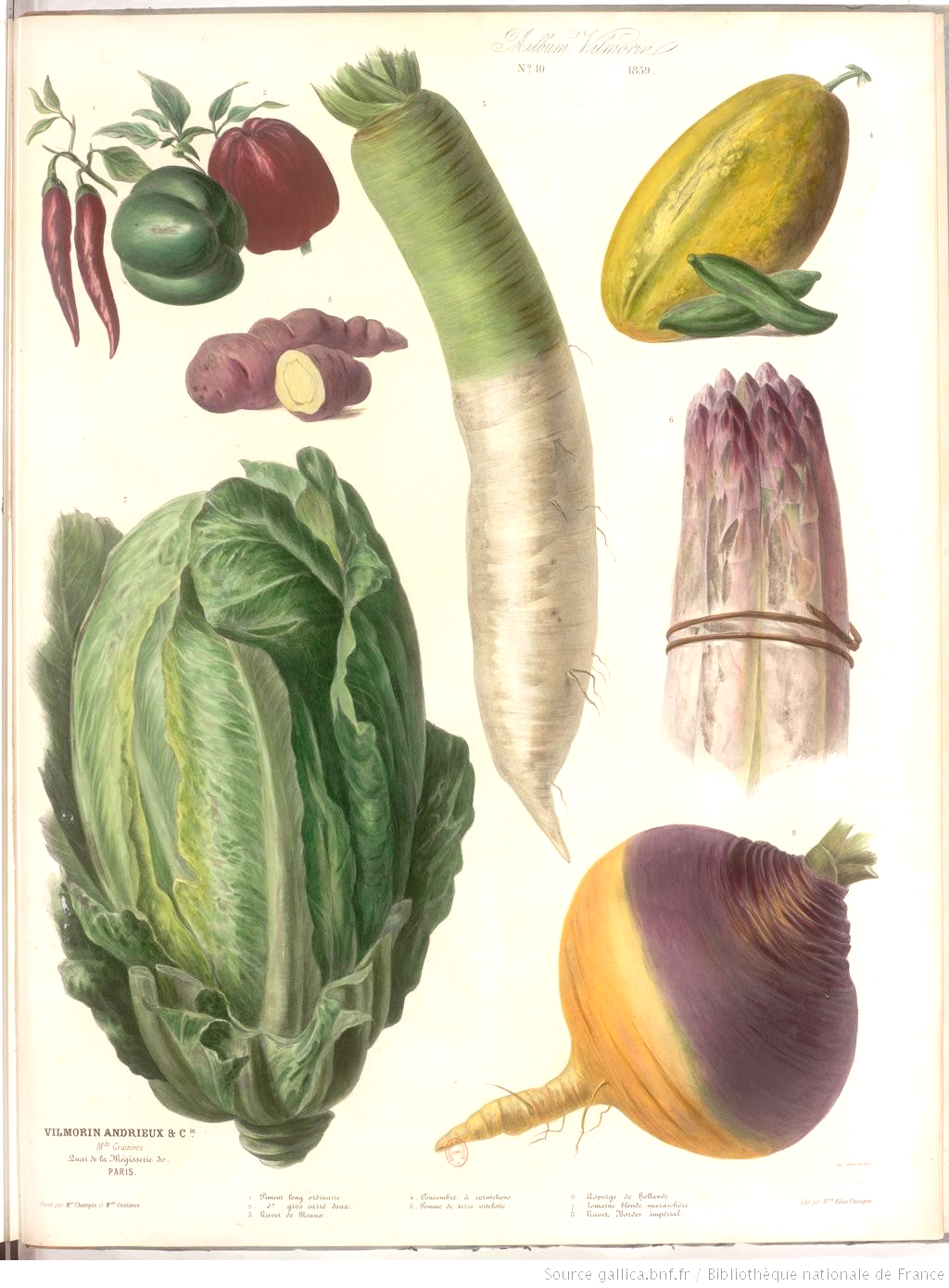 illustration legumes