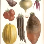 legumes racine , illustration