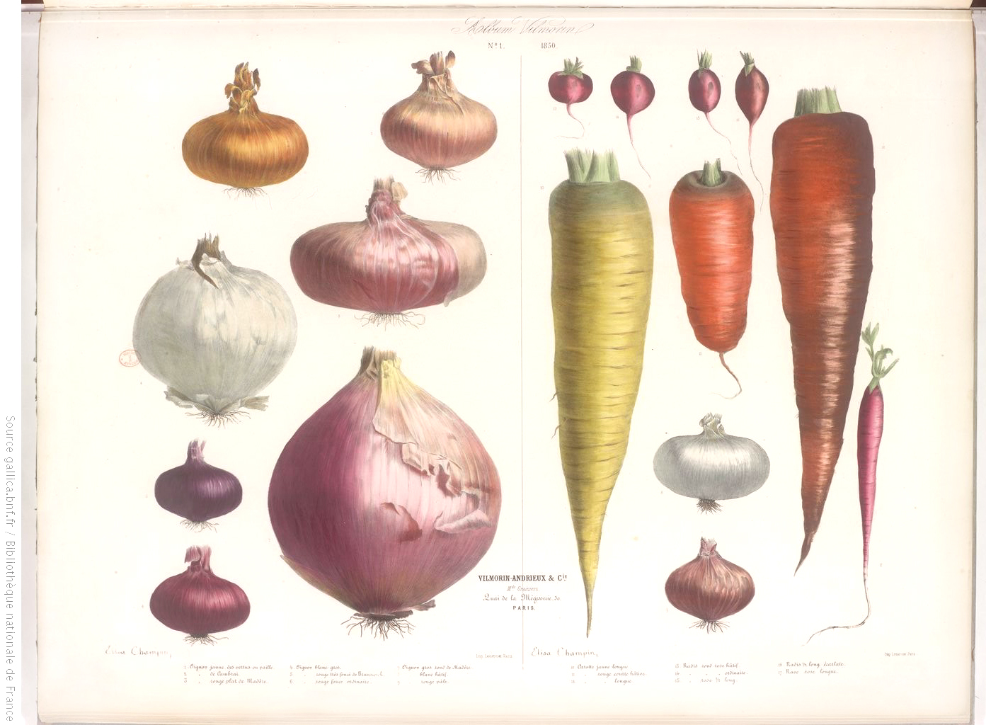 illustration d'oignons, de radis et de carottes