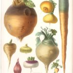 legumes illustration