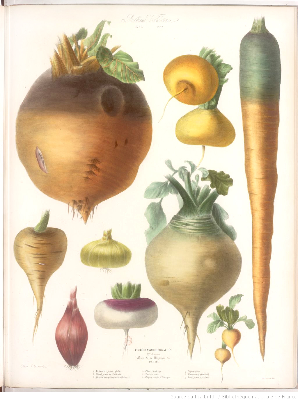 legumes illustration