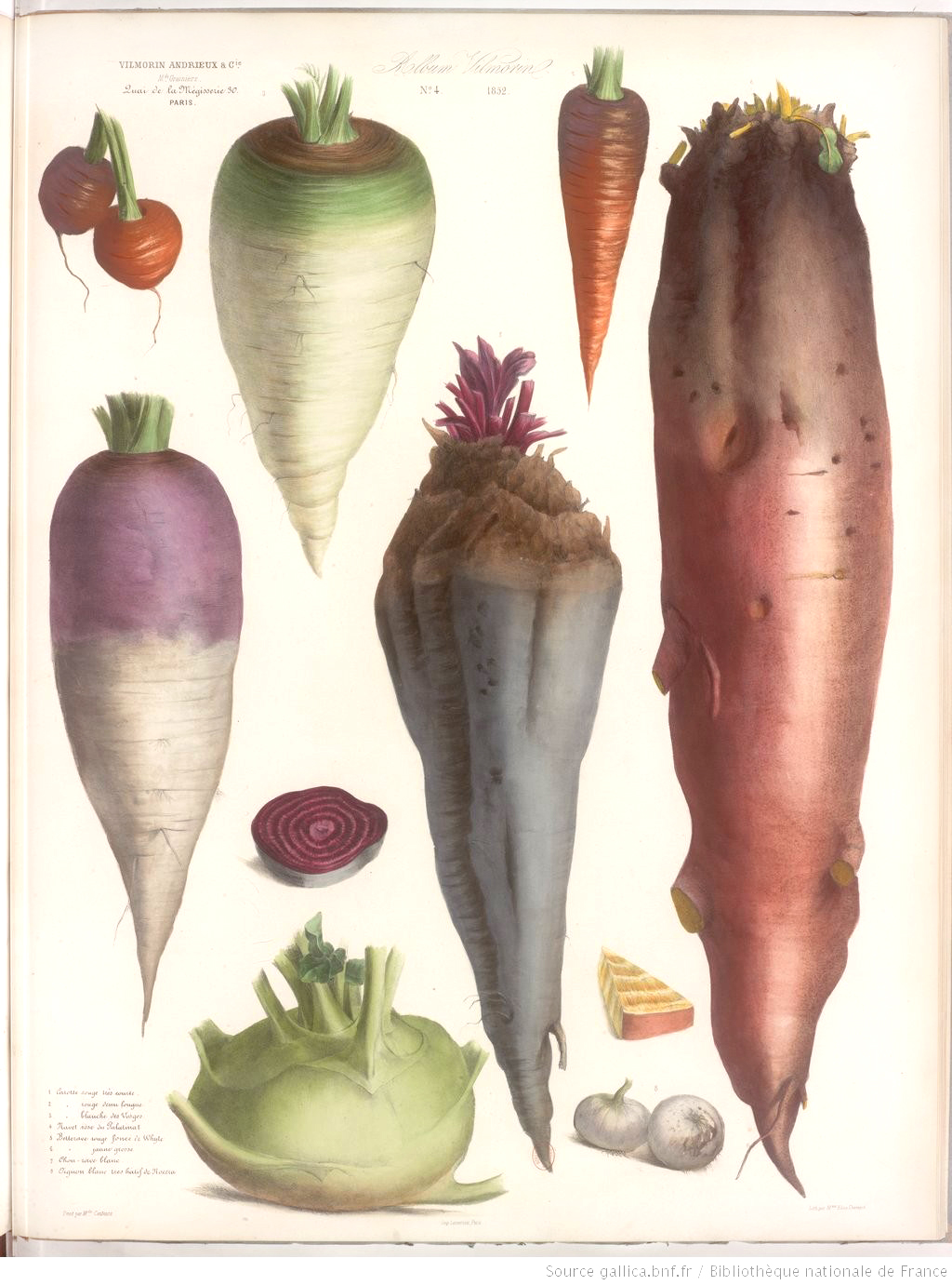 legumes peints
