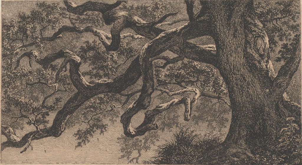 gravure, branches