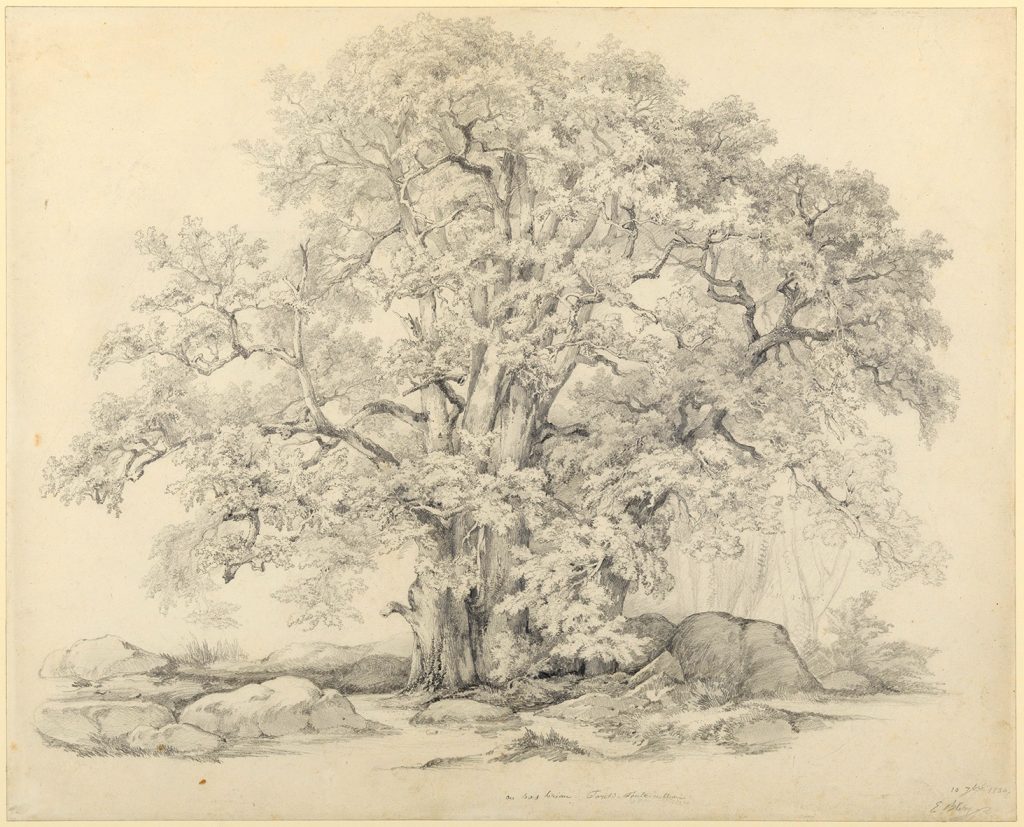 dessin d'un arbre entouré de rochers