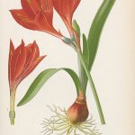 planche illustrée d'un Amaryllis pourpre