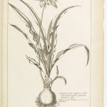 gravure, Amaryllis