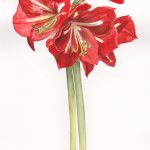 aquarelle, amaryllis