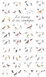 dessins d'oiseaux