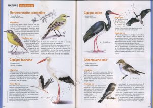 article de presse sur les oiseaux