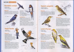 article de presse sur les oiseaux