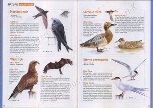 article de presse sur les oiseaux