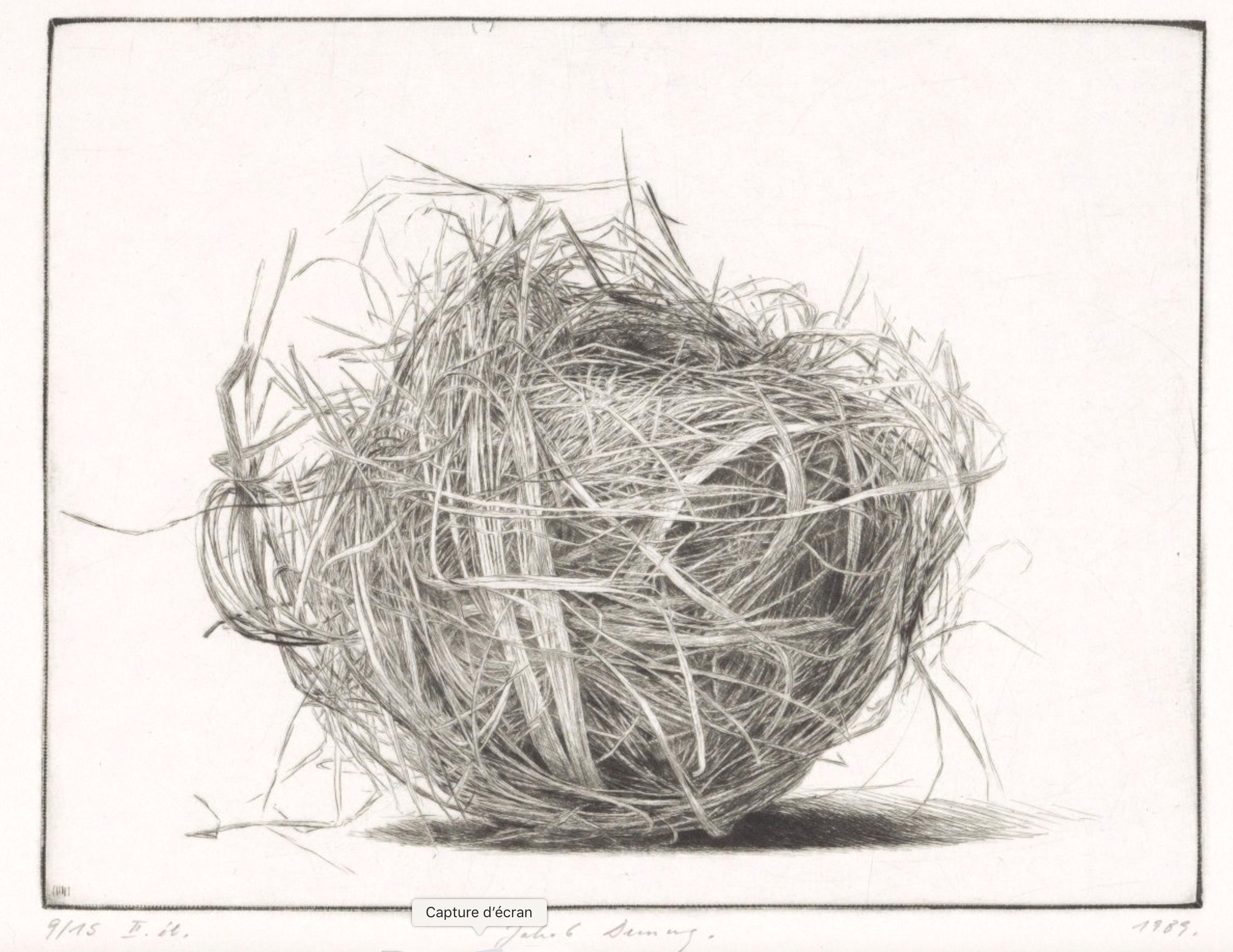 dessin d'un nid , brins d'herbe enchevêtrés