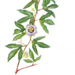aquarelle, branche de passiflore avec une fleur