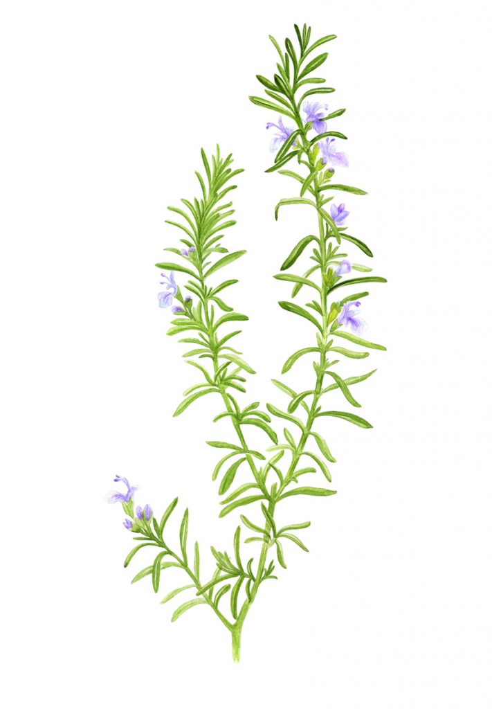 illustration couleur représentant une branche de romarin fleurie