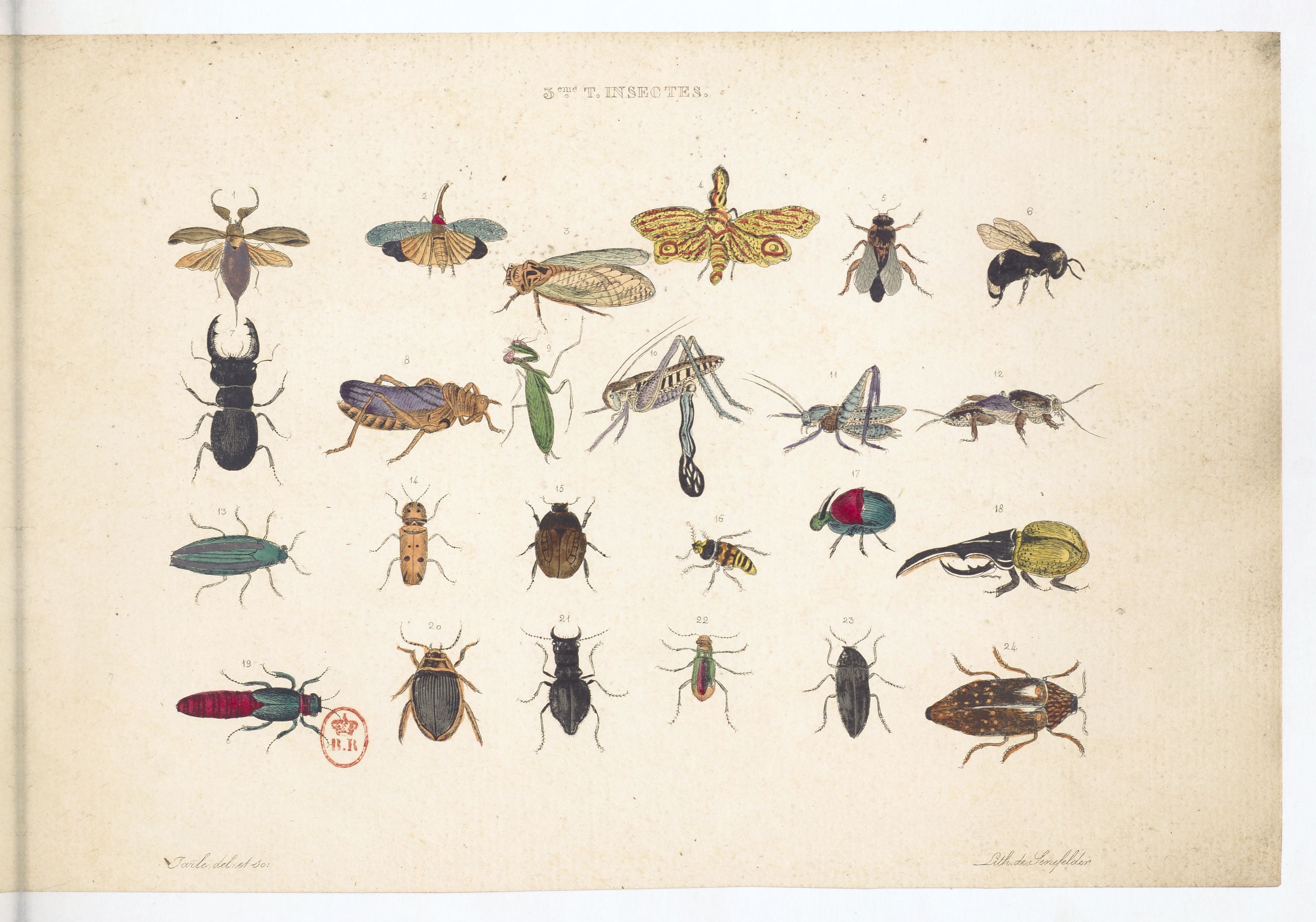 Planche sur les insectes