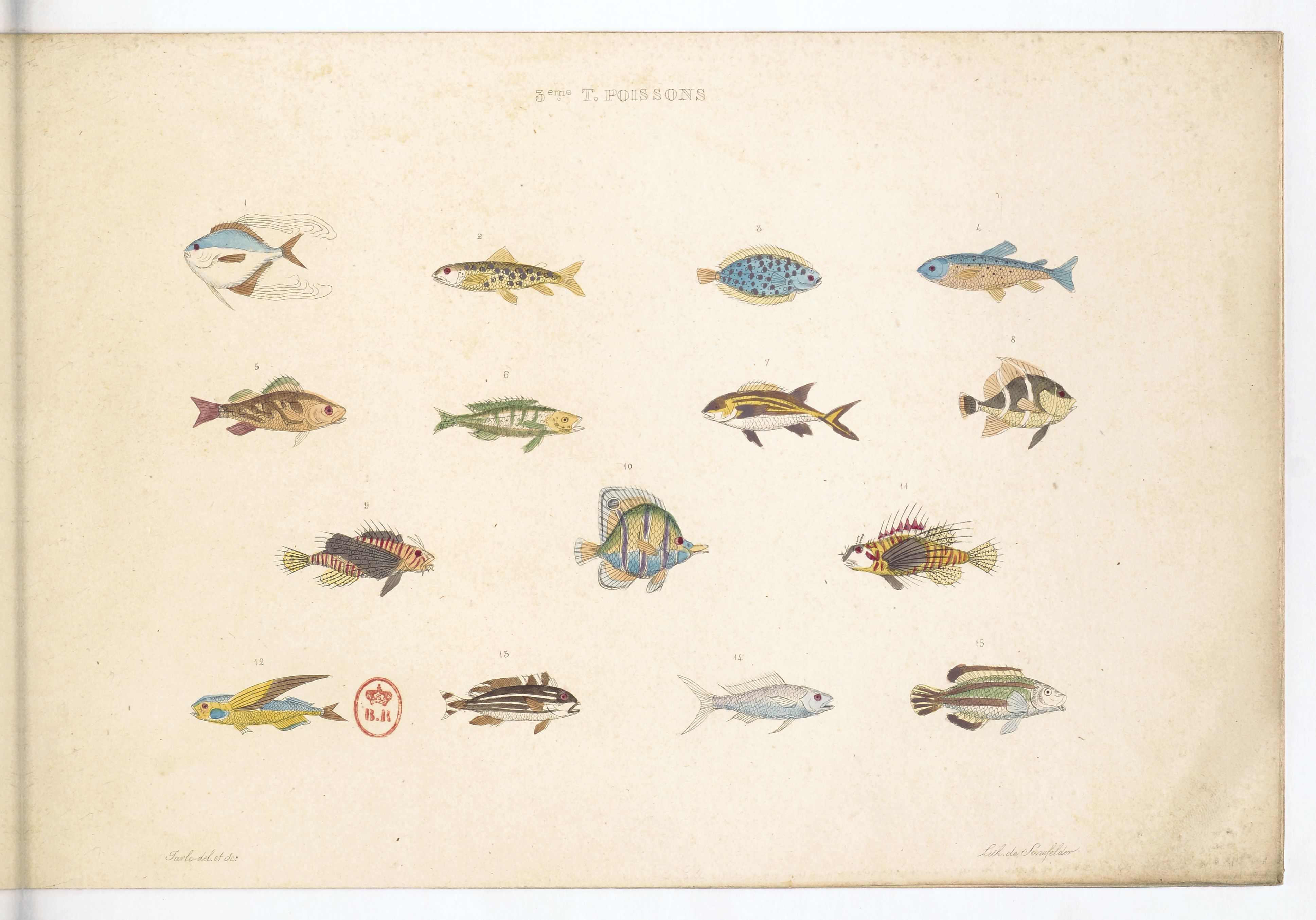 planches sur les poissons