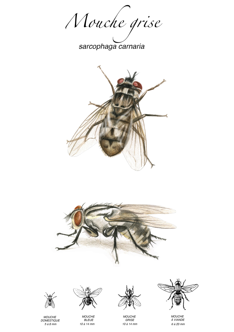 mouche