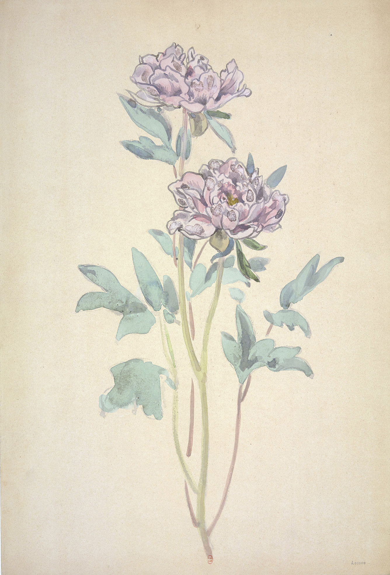 dessin aquarelle de fleurs de pivoines roses, violet