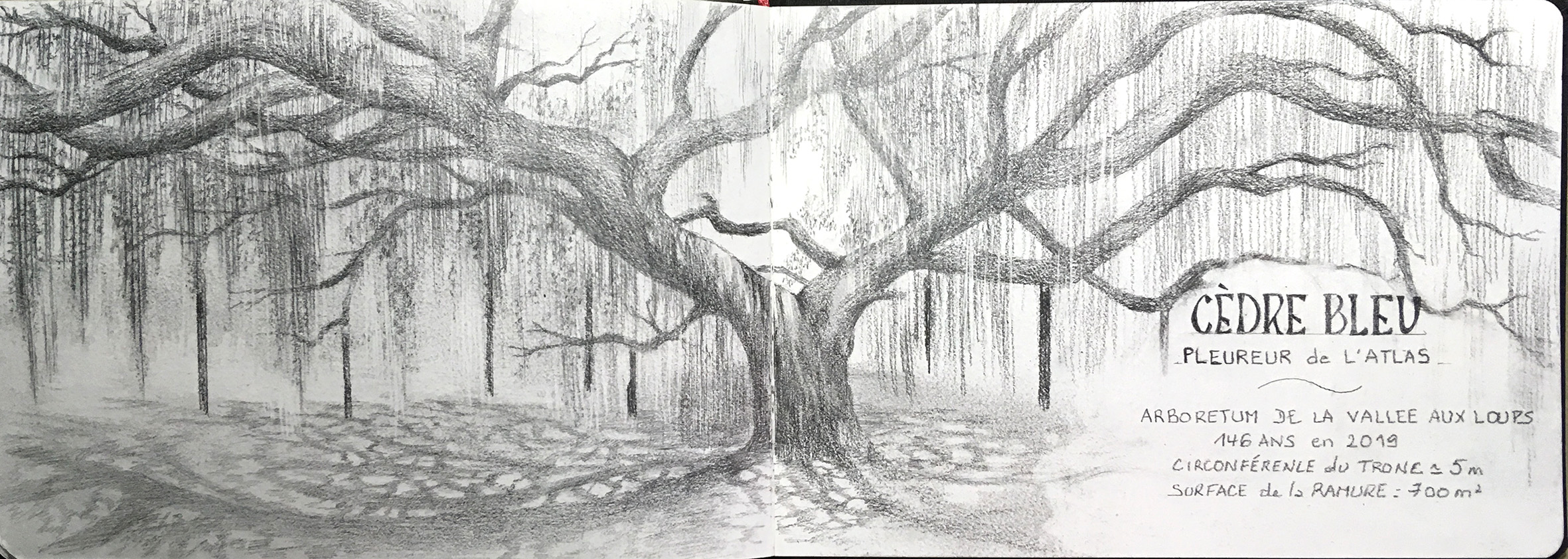 DESSIN OU PEINTURE 