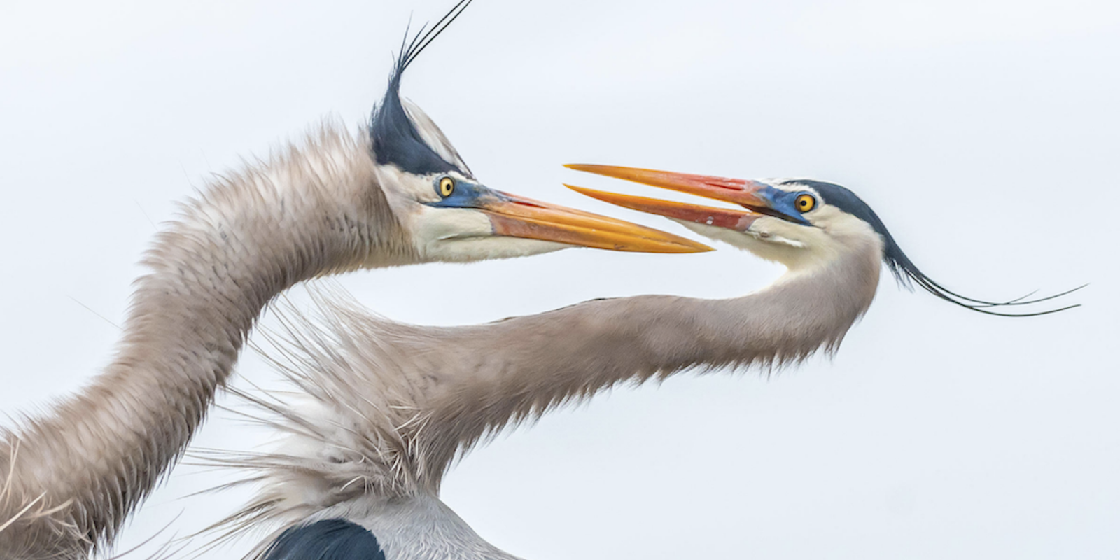 concours-photo-oiseaux-audubon-7-1-1600×800